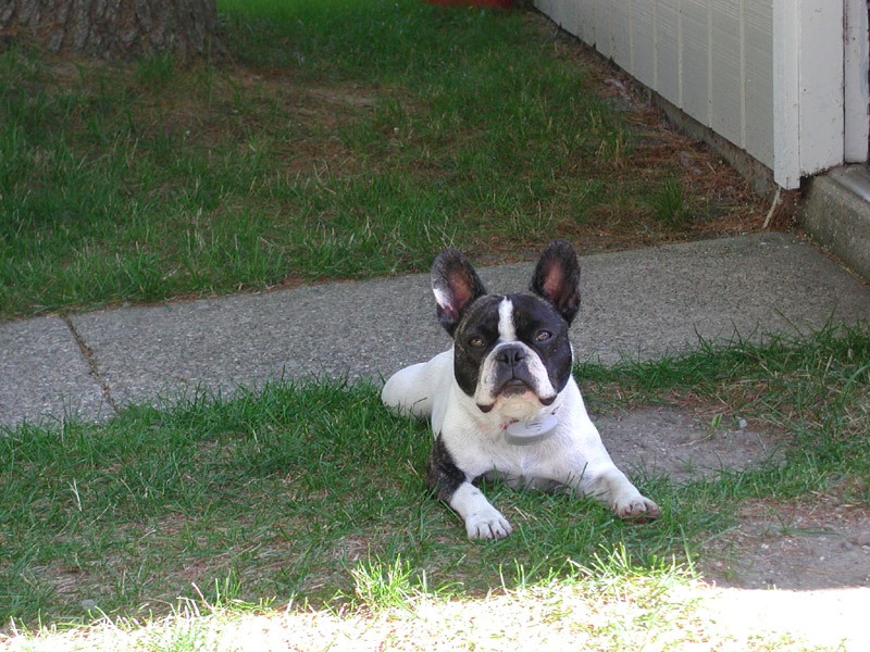 Friendly Frenchies and Jolie