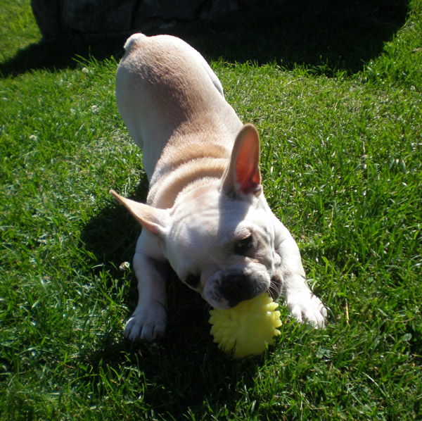 Friendly Frenchies and Jolie