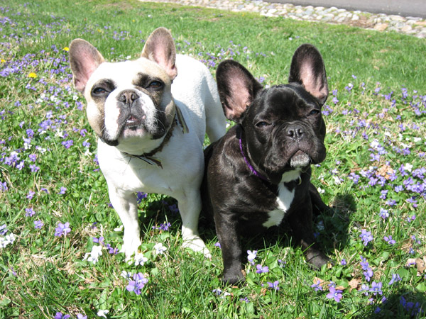 Friendly Frenchies and Jolie